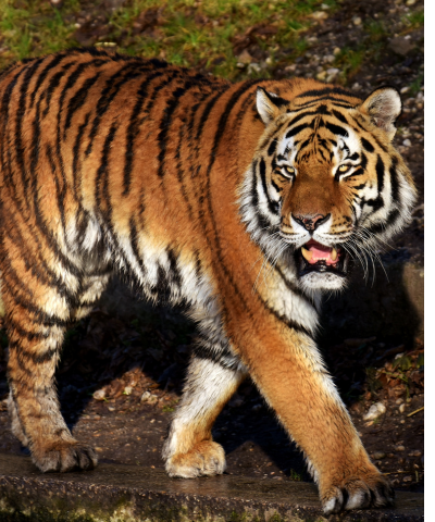 Wild Life